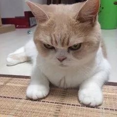 托福辅导班哪种效果好_托福班哪个好_哪个托福班好