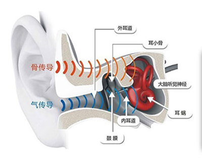 耳朵英语单词_耳朵英语怎么读ear_一对耳朵英语