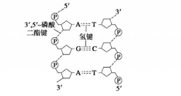分子生物学英语_分子生物学英语_分子生物学英语