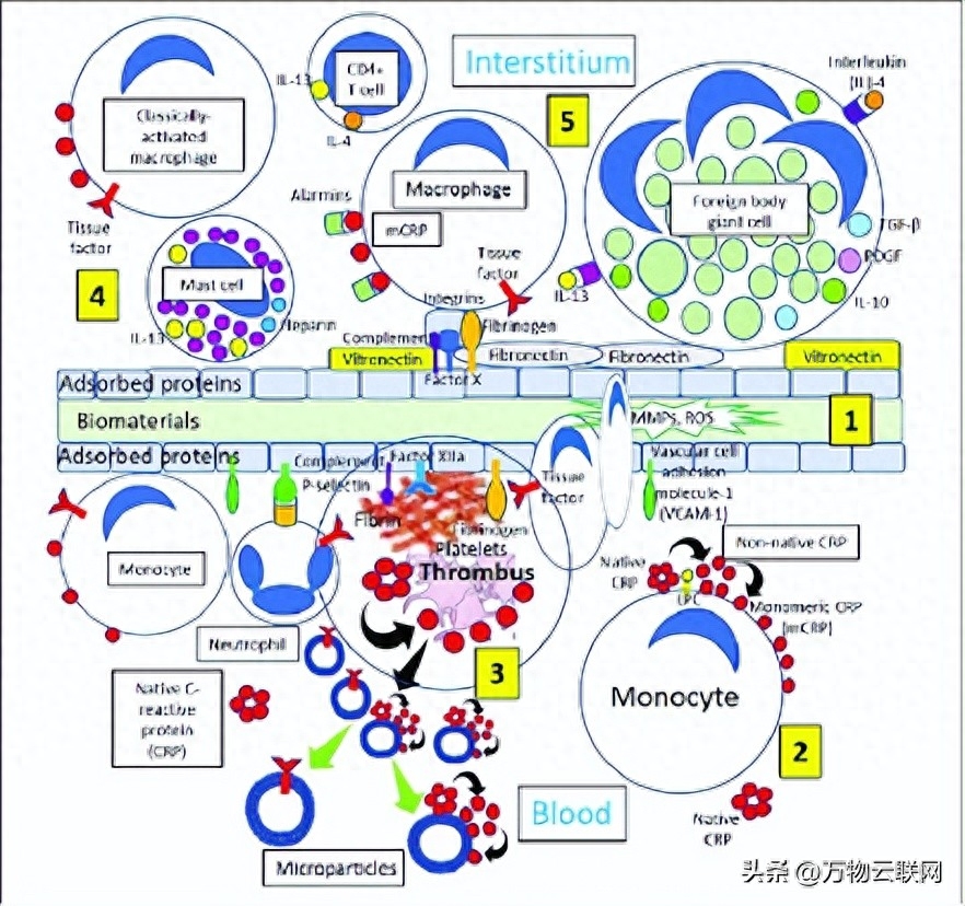 分子生物学英语_分子生物学英语_分子生物学英语