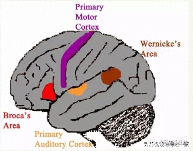 英语才开始学学什么_什么时候开始学英语_英语初步学什么开始