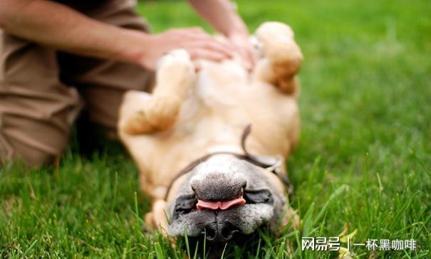 百度一下小小泰迪学的英语_[小小智慧树]小小泰迪学英语_小小泰迪学英语