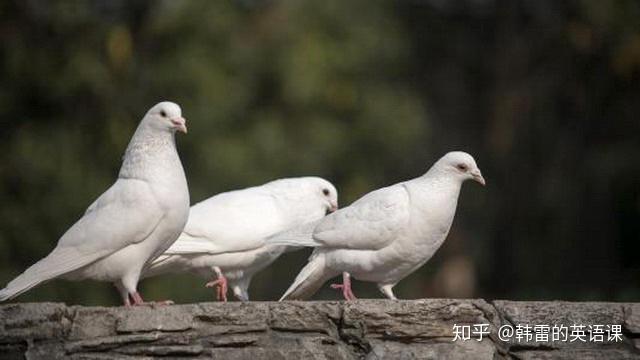 英语专业的专业介绍_英语专业前景怎么样_英语专业怎么样
