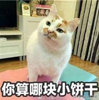 英语口语脏话_口语脏话英语怎么说_口语脏话英语