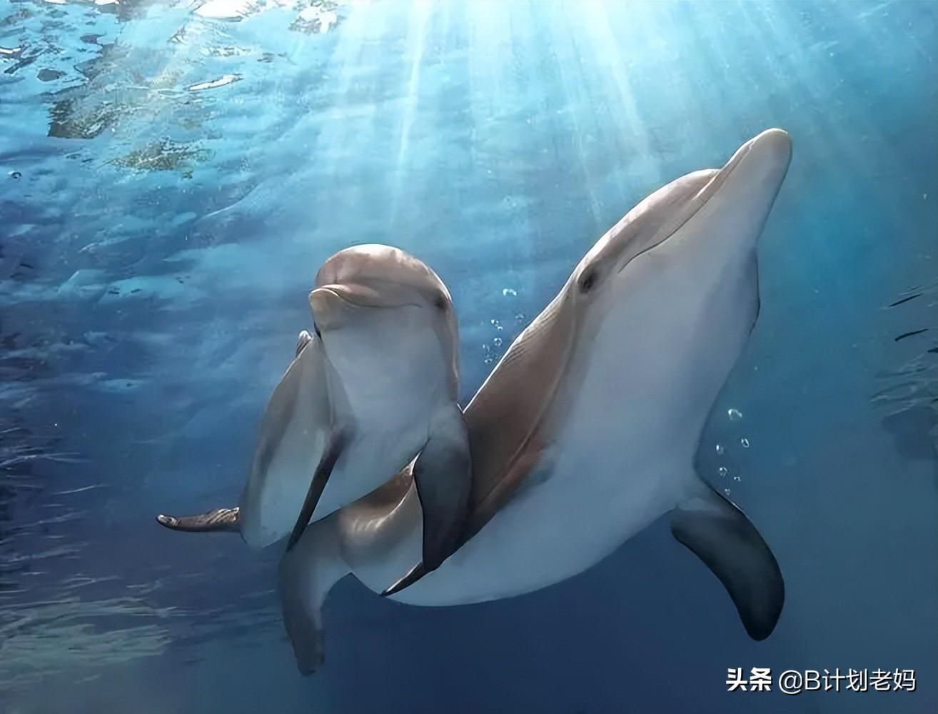 动物学英语单词_学英语动物_动物学英语