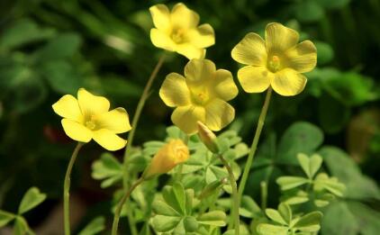芭蕾舞外教怎么联系老师_芭蕾舞外教老师_外教一对一芭蕾舞