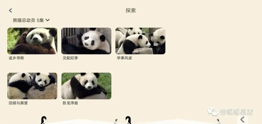 大猴子英语一对一外教app推荐_猴子学样英文版_小猴英语的外教
