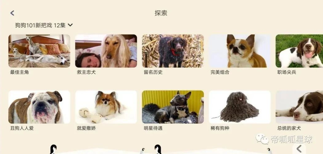 猴子学样英文版_小猴英语的外教_大猴子英语一对一外教app推荐