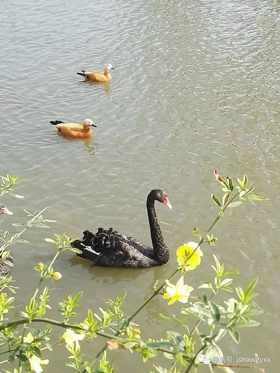 宿迁外语培训_一对一外教宿迁_宿迁外国语学校聘老师